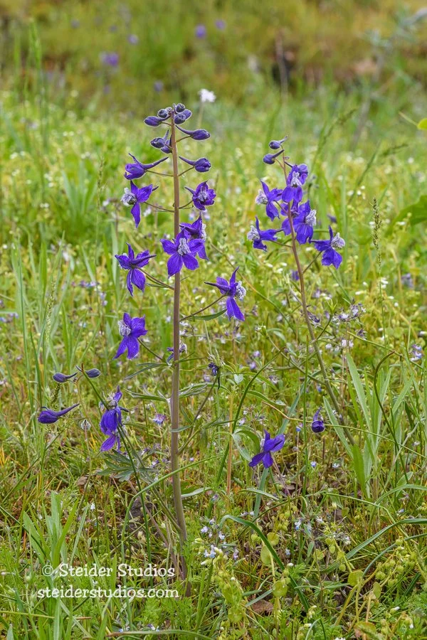 Steider Studios.Larkspur.4.23.17.jpg