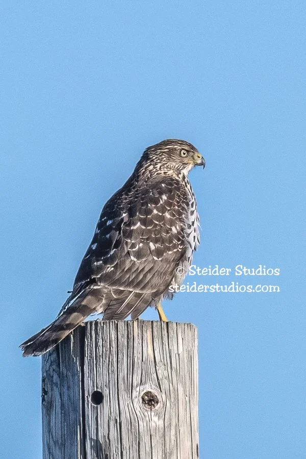 Steider Studios.Cooper’s Hawk.12.1.20.jpg