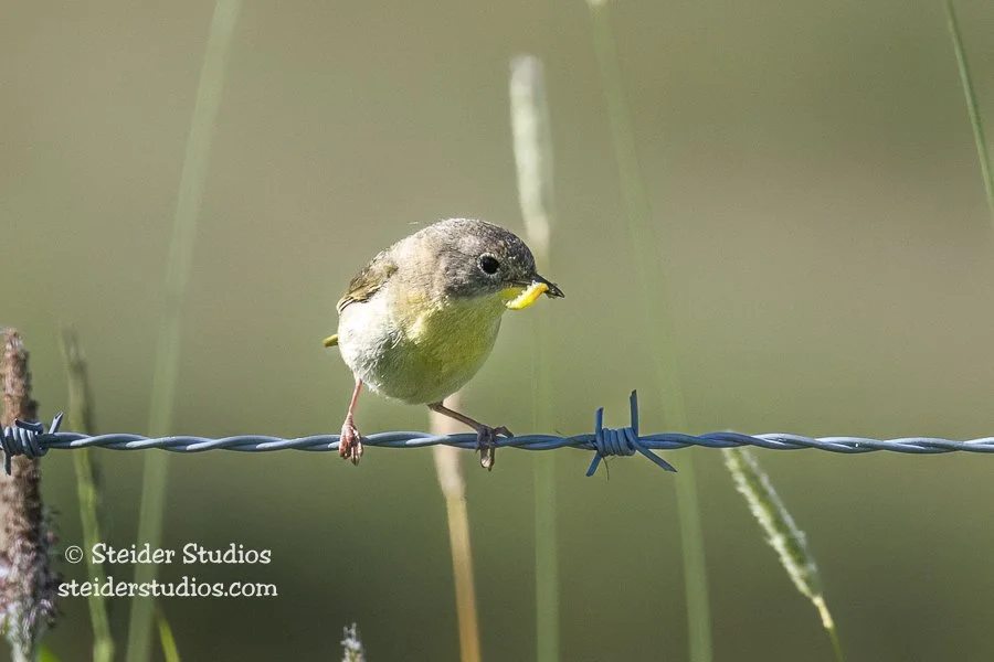 Steider Studios.Common Yellowthroat.Conboy.6.18.20-2.jpg