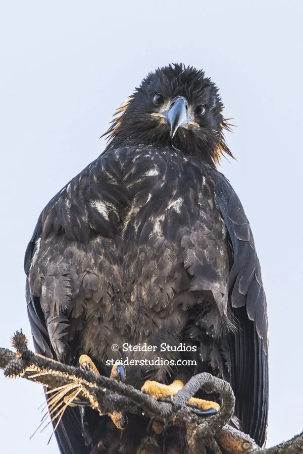 Steider Studios.Bald Eagle Juvenile.1.1.15.jpg