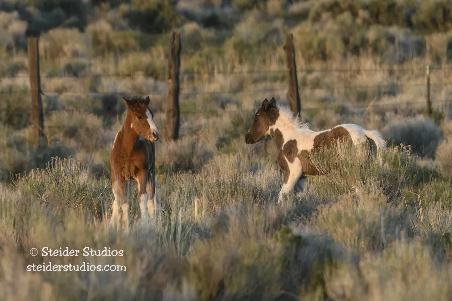 Steider Studios.Pony Play.5.7.17-1.jpg