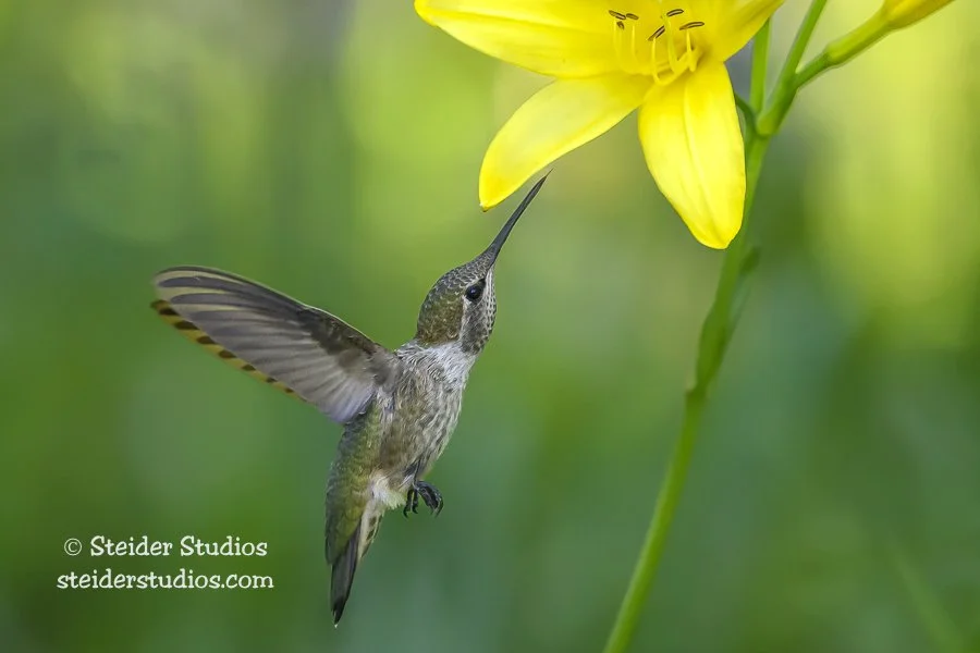 Steider Studios.Anna's Hummingbird.6.5.23.jpg