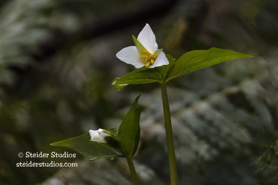 Steider Studios.Trillium Duo.3.23.17.jpg