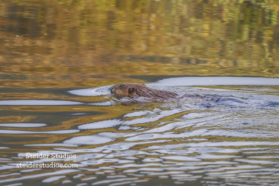 Steider Studios.Beaver.9.7.25.jpg