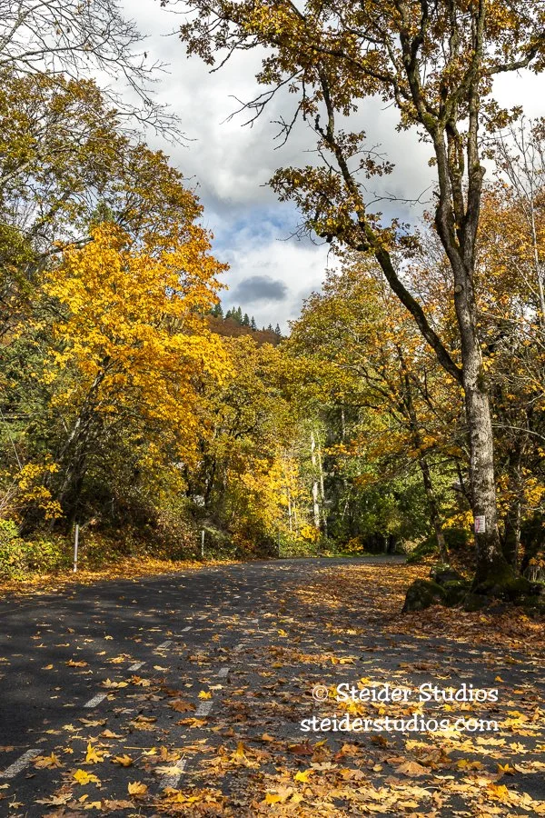 Steider Studios.Spring Creek Rd.11.11.20.jpg