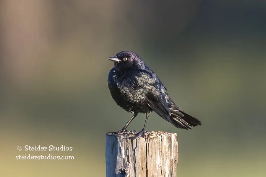 Steider Studios.Brewer's Blackbird.6.23.20.jpg