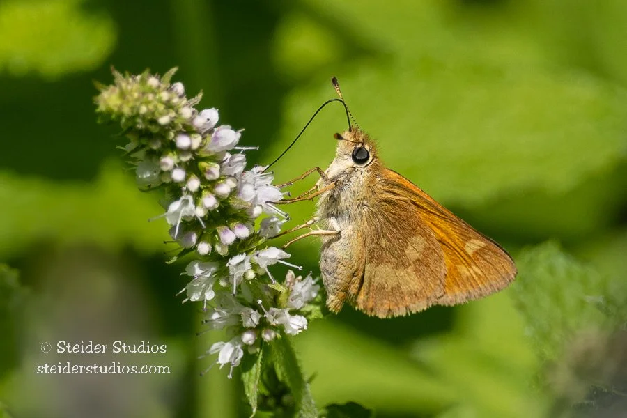 Steider Studios.Skipper.8.16.22.jpg