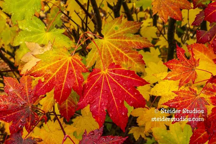 Steider Studios.Fall Leaves.10.6.18-3.jpg