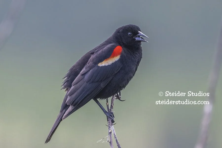 Steider Studios.Red-winged Blackbird.6.14.22.jpg