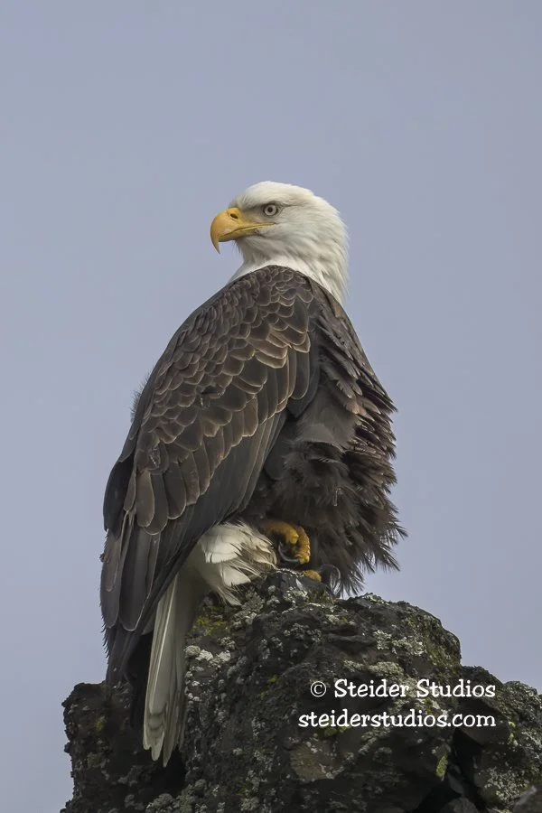 Steider Studios.BAEA.14Hwy.2.22.24.jpg