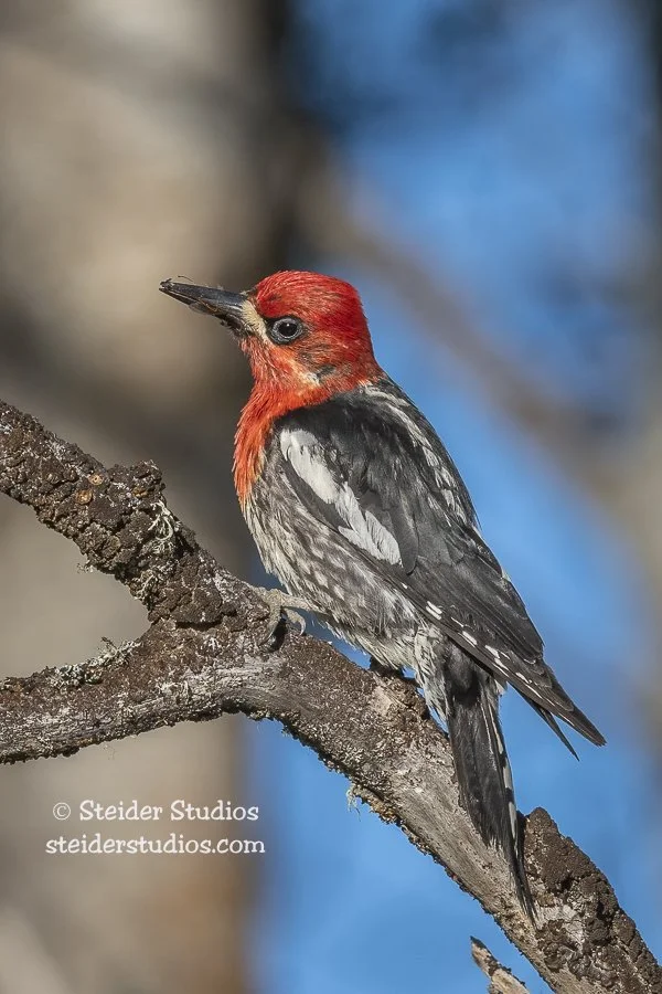 Steider Studios.Sapsucker.6.23.20-2.jpg