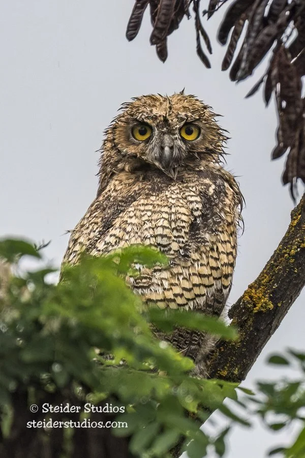 Steider Studios.Wet GHO.6.8.17.jpg