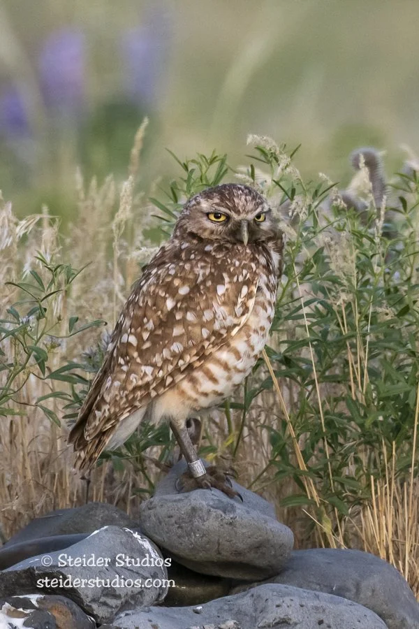 Steider Studios.Burrowing Owl.6.10.19-3.jpg