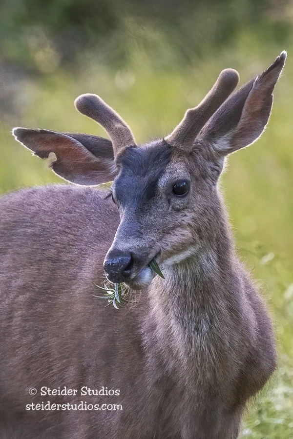 Steider Studios.Buck Next Door.6.3.20.jpg