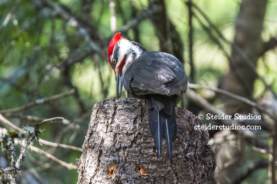 Steider Studios.Pileated Woodpecker.5.3.15-2.jpg