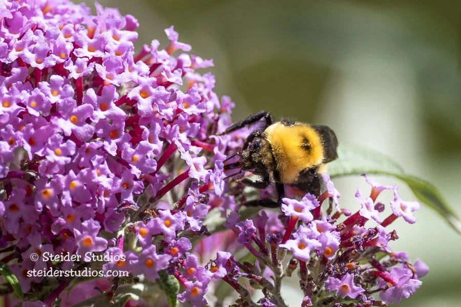Steider Studios.Bumblebee.8.5.19.jpg