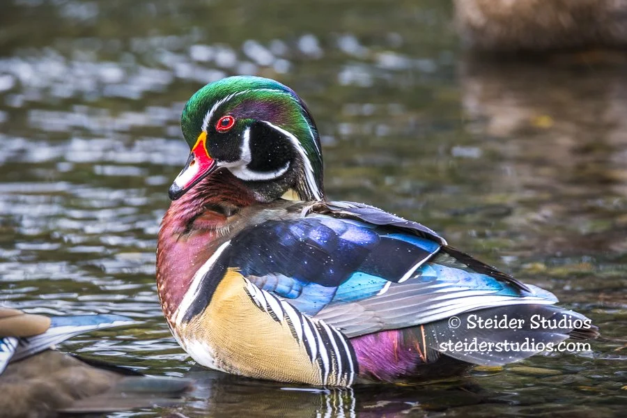 Steider Studios.Wood Duck.2.2.7.15.jpg
