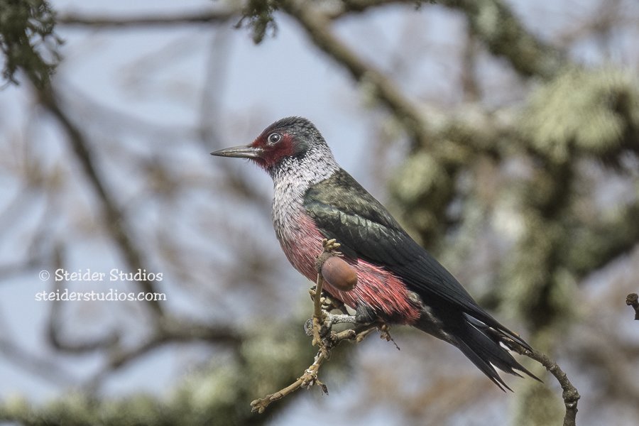 Steider Studios.Lewis's.Lyle.1.10.19-2.jpg