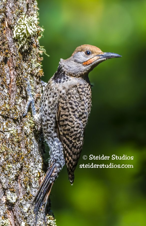 Steider Studios.Flicker.CRG.7.29.15.jpg