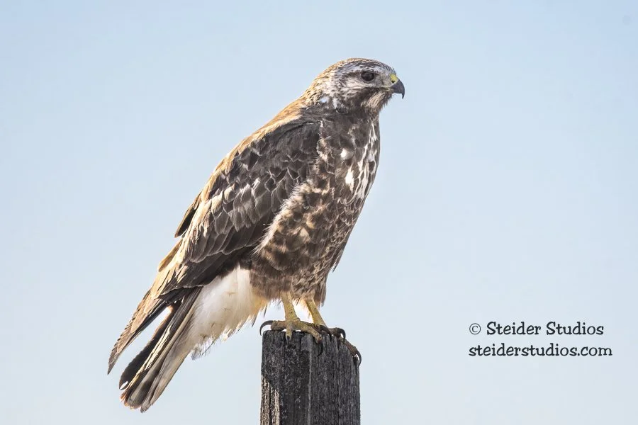 Steider Studios.Swainson's Hawk.4.26.18.jpg