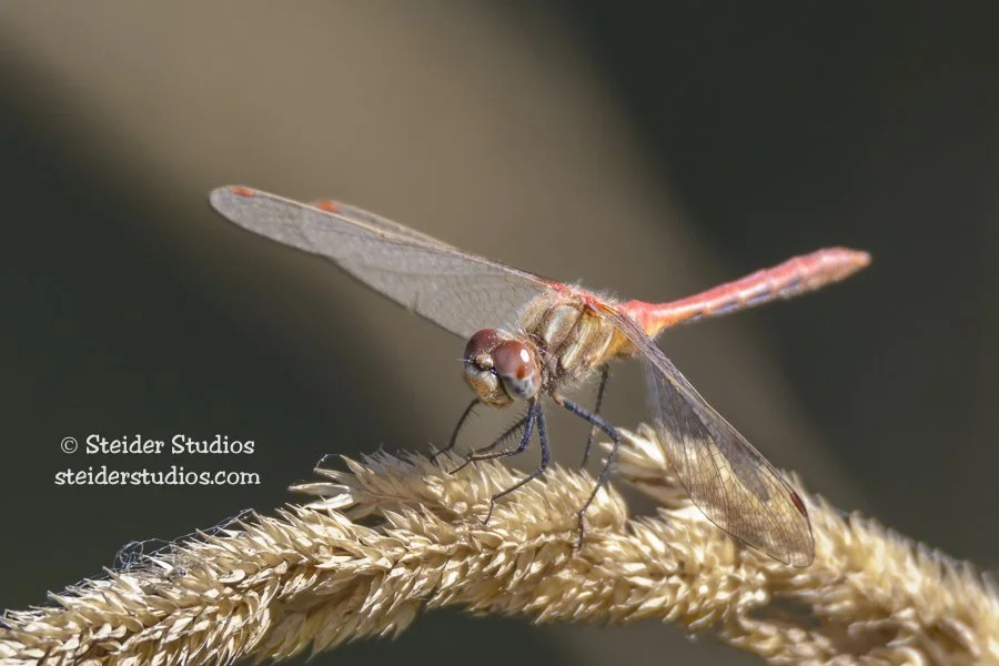 Red Dragonfly Close up Detail