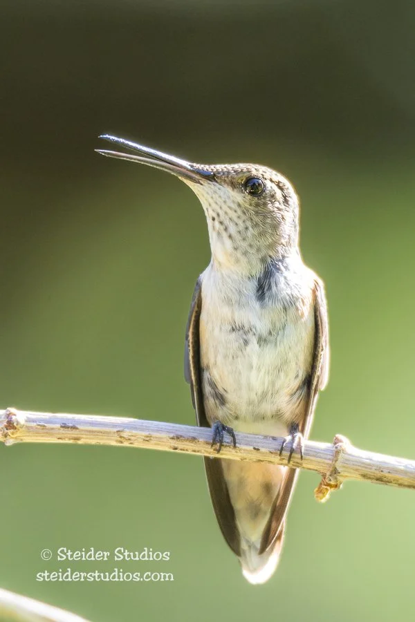 Steider Studios.Hummingbird.7.29.15.jpg