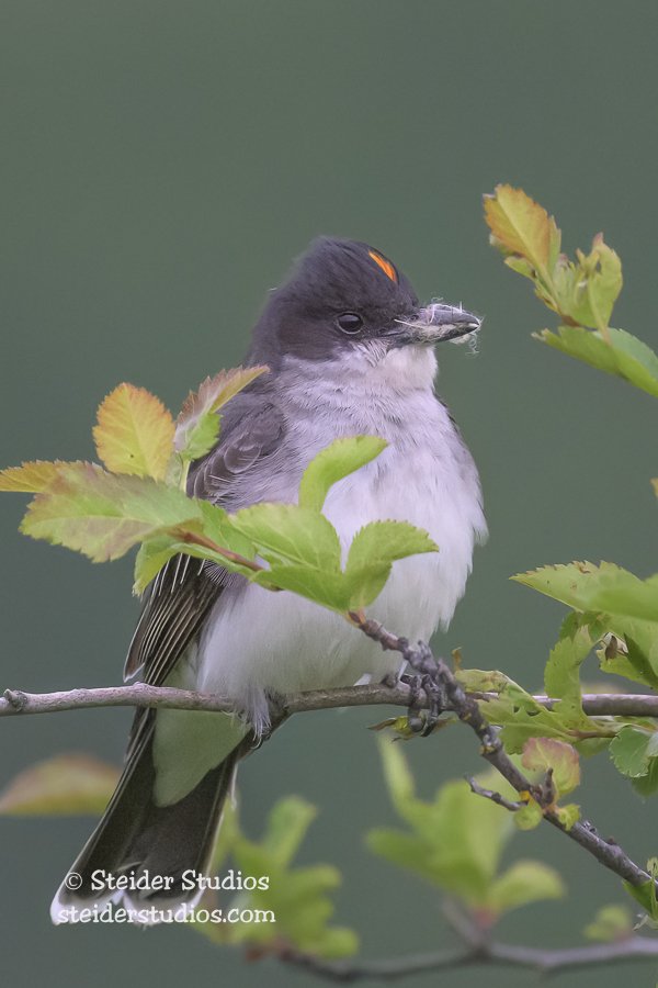 137.Steider Studios.Eastern Kingbird.6.9.24.jpg