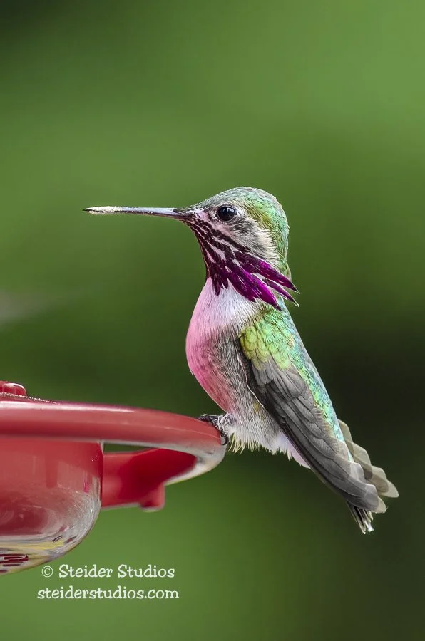 Steider Studios.Calliope Hummingbird.4.23.13.jpg