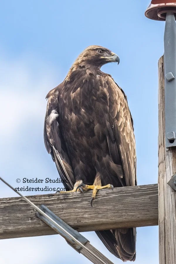 Steider Studios.Golden Eagle.4.16.19.jpg