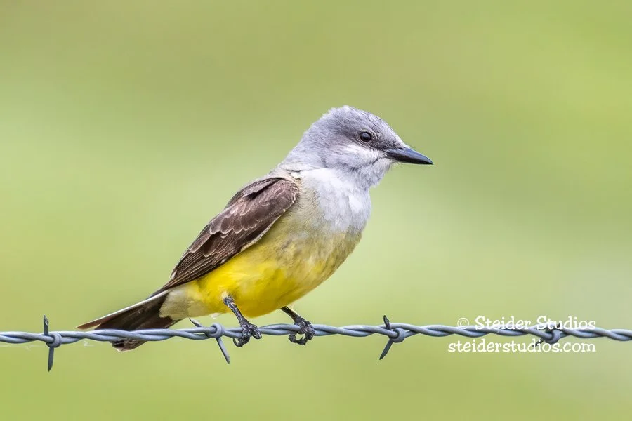 Steider Studios.Western Kingbird.5.28.19.jpg