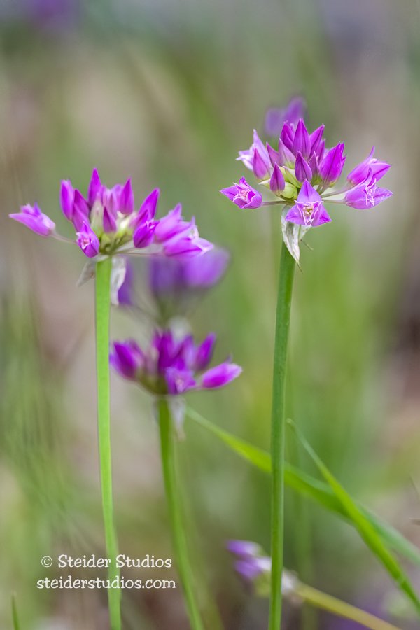 Steider Studios.Tapertip Onion.6.15.22.jpg