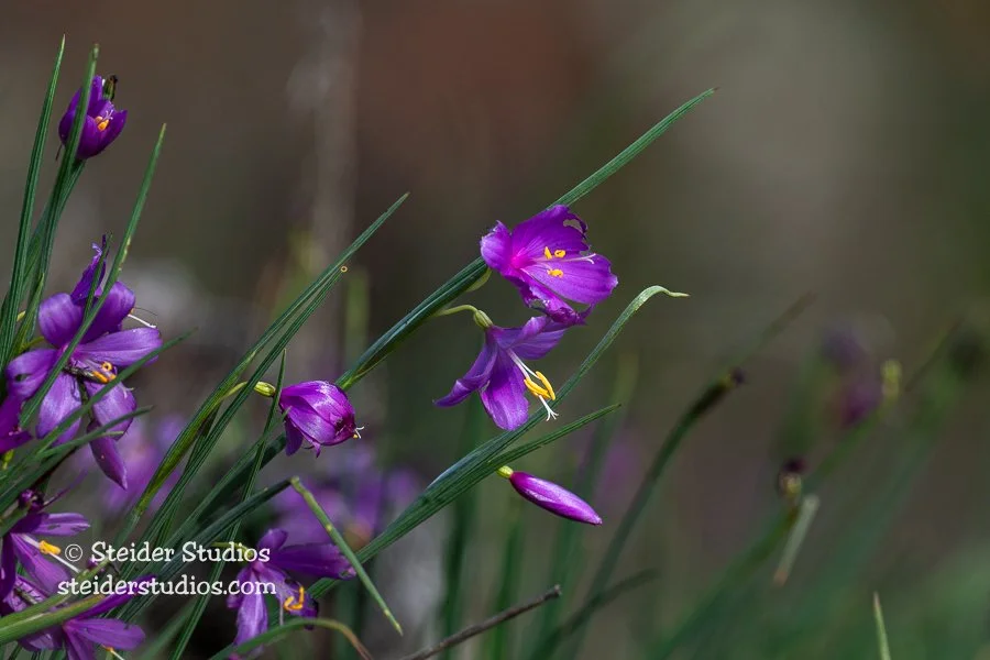Steider Studios.Grass Widows.3.24.22.jpg