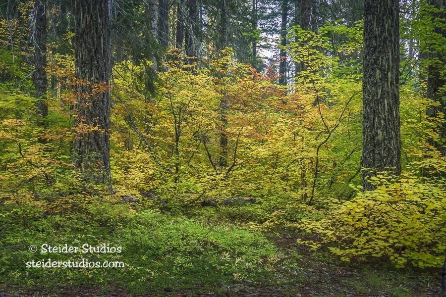 Steider Studios.Trout Lake Area.10.7.25.jpg