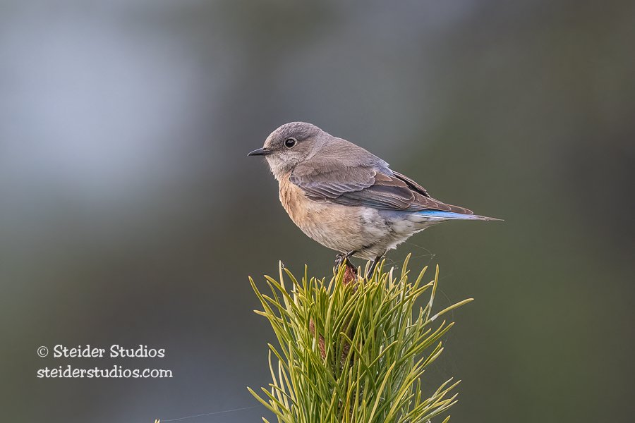 Steider Studios.Western Bluebird.4.25.22.jpg