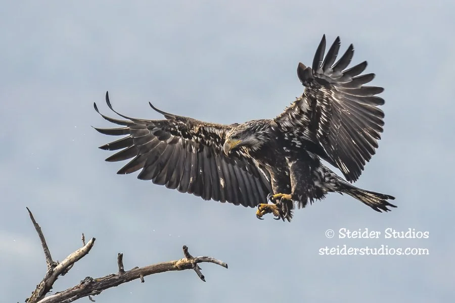 Steider Studios.Bald Eagle SubAdult.1.10.19.jpg