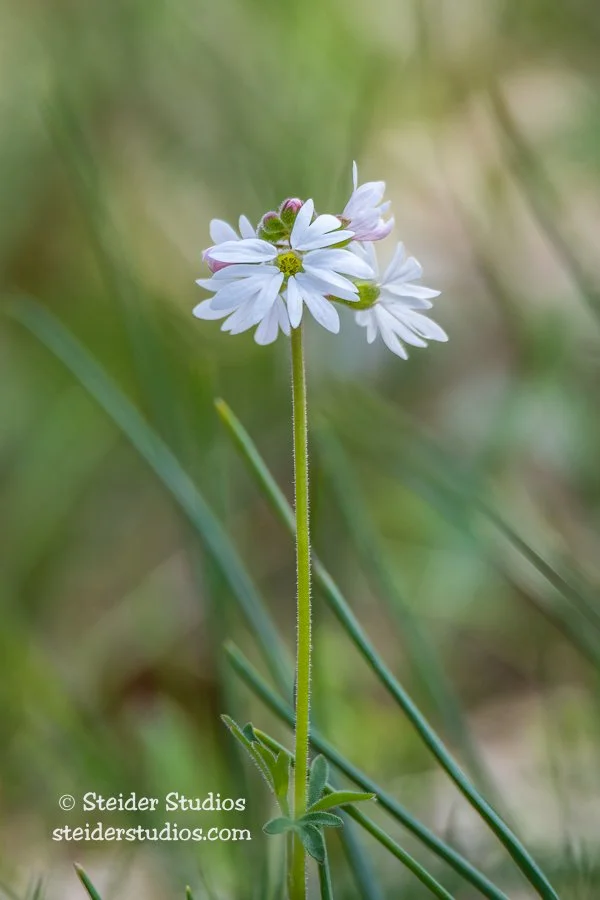 Steider Studios.White.KWA.4.15.16.jpg