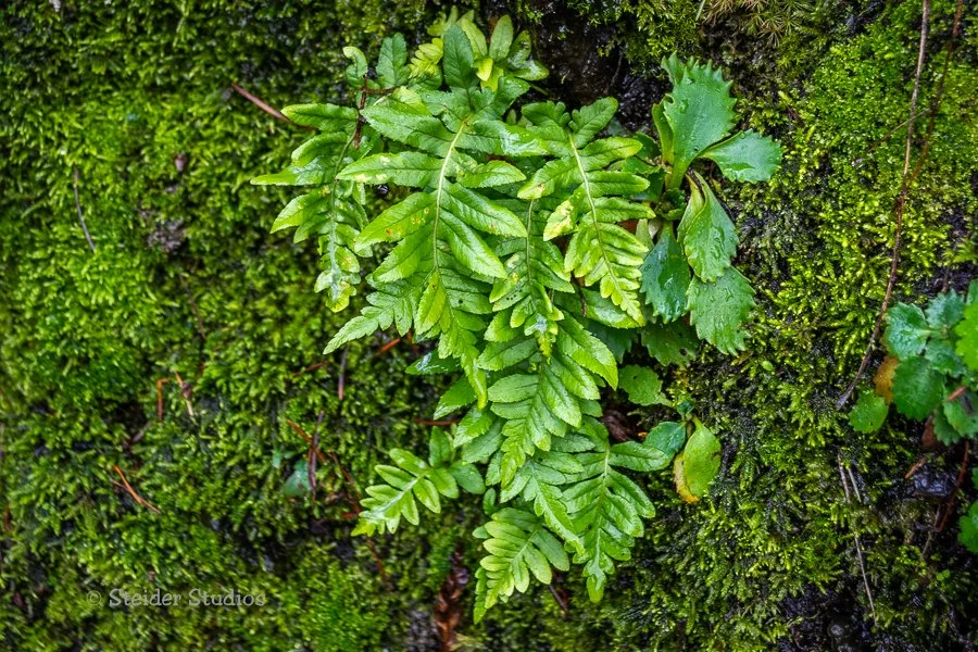 Steider Studios.Fern on Moss.12.13.18.jpg