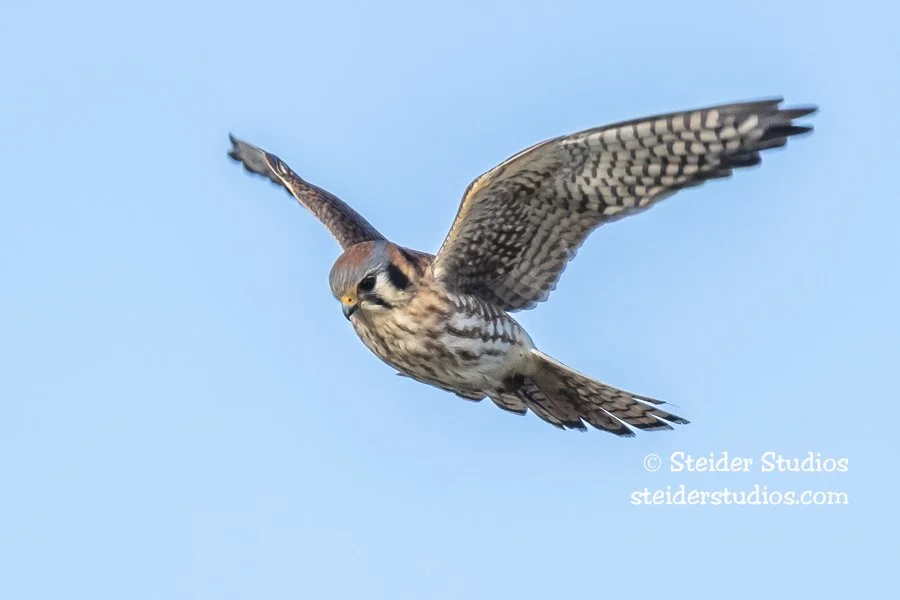 Steider Studios.Kestrel.1.6.19.jpg