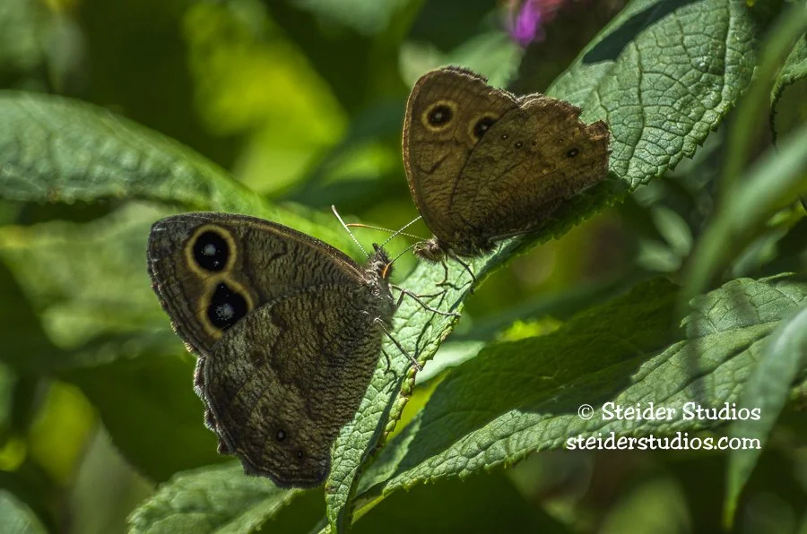 Steider Studios.Wood Nymh Butterfly.8.3.13-2.jpg