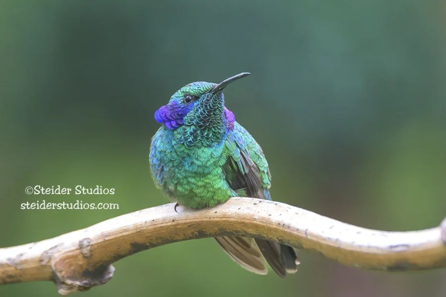 Steider Studios.Violetear.3.31.25-3.jpg