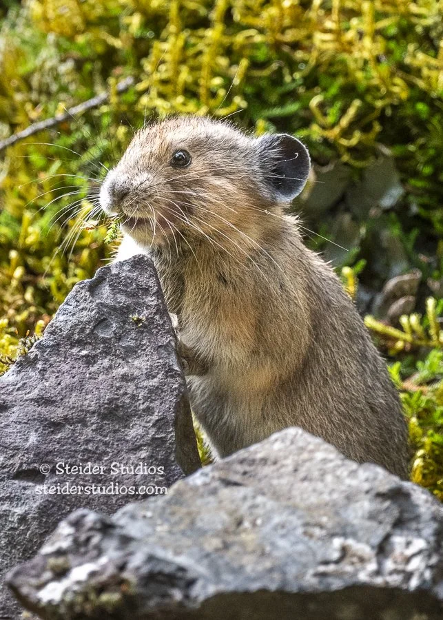 Steider Studios.Pika.6.24.20-14.jpg