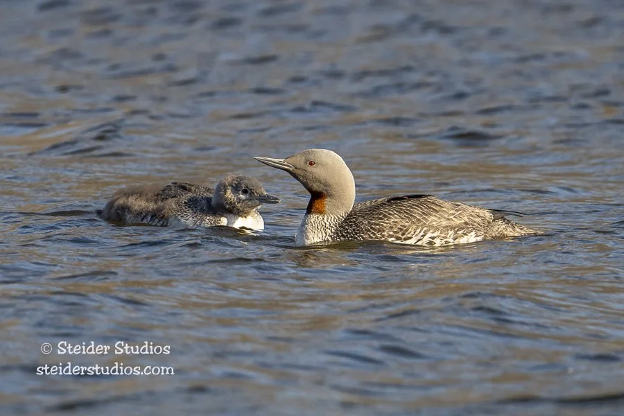 Steider Studios.Red-throated Loon with Young.Svalbard.8.2.24.jpg