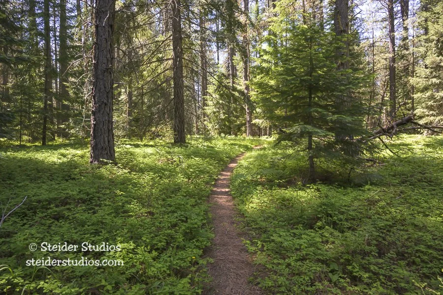 Steider Studios.Conboy Lake NWR.5.24.25.jpg