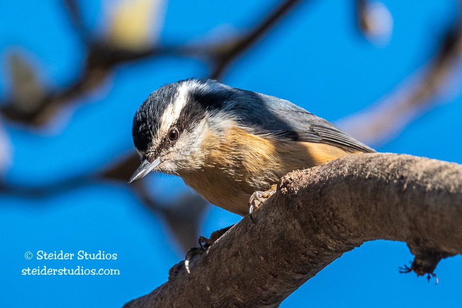 Steider Studios.Red-breasted Nuthatch.3.19.20-2.jpg
