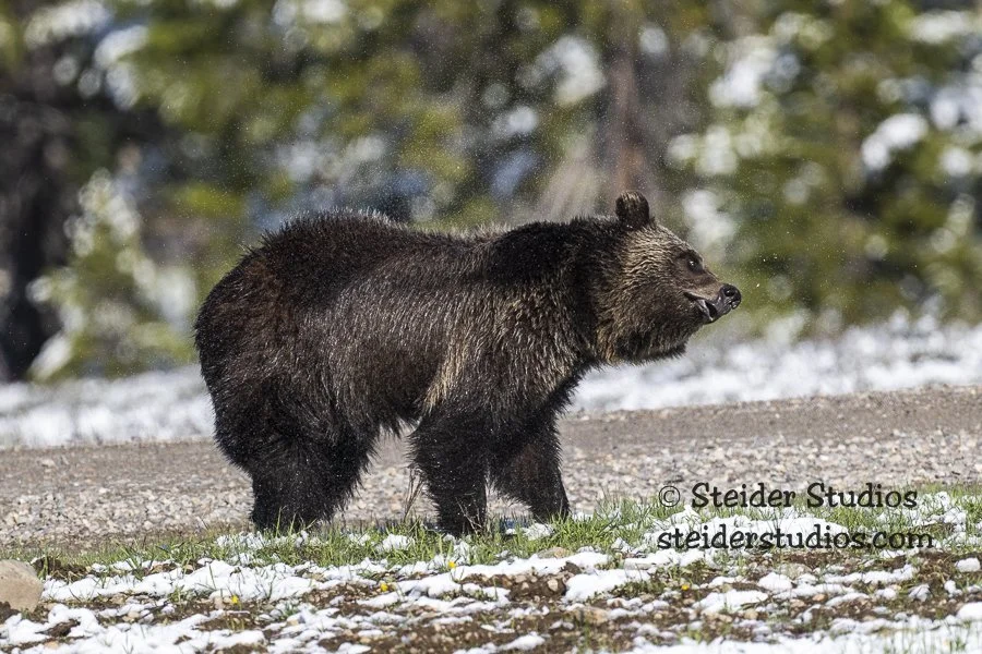 Steider Studios.Bonita.GTNP.5.23.22-4.jpg