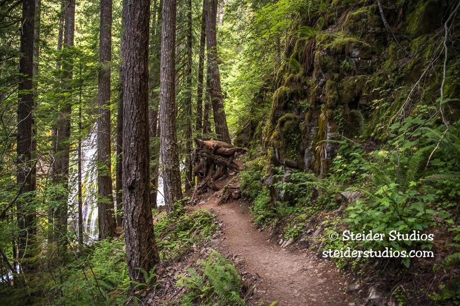 Steider Studios.Trail to Panther Crk Falls.7.13.22.jpg