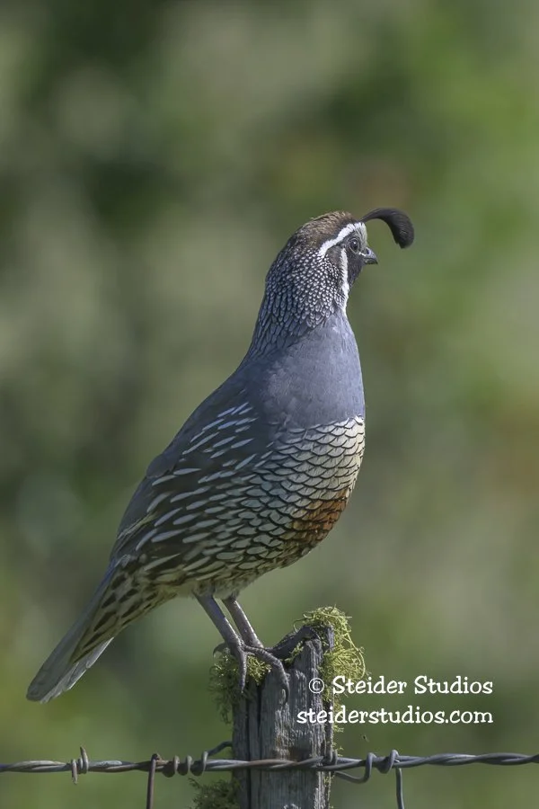Steider Studios.Quail.6.2.26.jpg