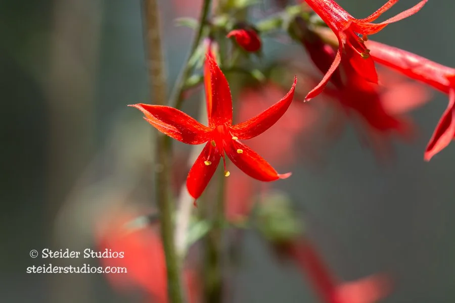 Steider Studios.Scarlet Gilia Close Up.6.20.19.jpg