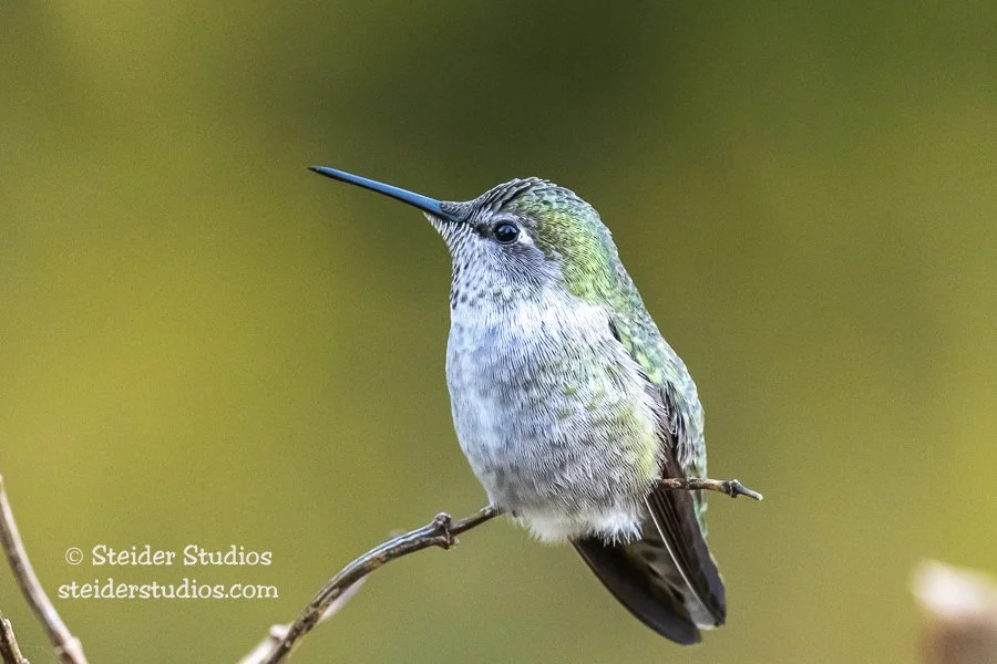 Steider Studios.Ana's Hummingbird.11.8.19.jpg
