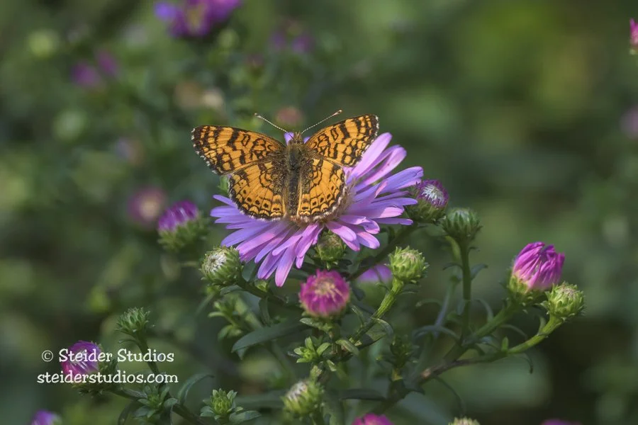 Steider Studios.Fritillaary on Pink Aster.9.5.24-2.jpg